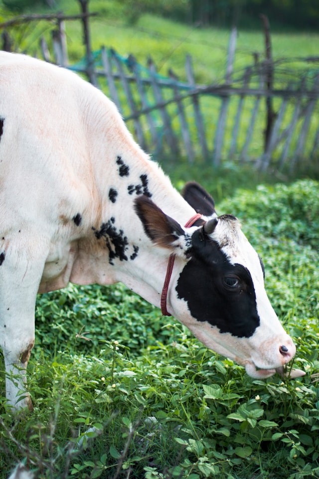 Agriculture & Livestock category image.